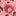 Patch Pocket Straight Jeans-Pink Quartz Soft Floral