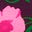Borg Lined Puffer Coat-Pink Pansy Flower