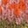 Fair Isle Cardigan-Pink Heather Marl