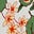 Pleat V-neck Dress-Multi Meadow Flowers